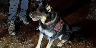 Собака йшла по холоду годинами, щоб врятувати дитину: тепер про неї говорить увесь світ