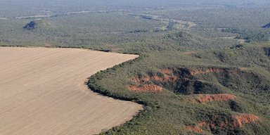 Щось пожирає пасовища Землі: під загрозою опиняться мільярди жителів планети