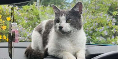 Любительница приключений: кошка уехала на фургоне почти 650 километров от дома (фото)