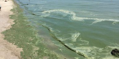 Море в Одессе "цветет": экоинспекторы обнаружили превышение вредных веществ (видео)