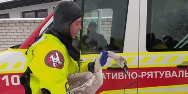 В Чернигове спасли жизнь лебедю: птица погибала во льду (фото)