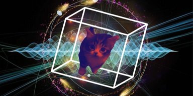 Коты помогут сделать квантовые компьютеры лучше: как работает необычная технология