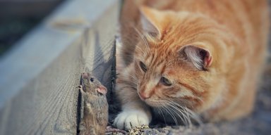 Кошка принесла в дом хозяйки мышь: никто и подумать не мог, что за этим стоит целая история (фото)