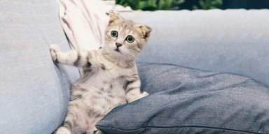 Це виводить з себе вашого кота: 6 речей, які дратують домашніх улюбленців