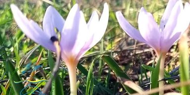 Уникальное зимнее явление: в Украине расцвел редкий цветок (фото)