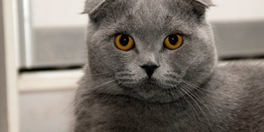 Красота требует жертв! Как разведение породистых кошек повлияло на их здоровье - ученые