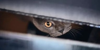 Женщина потеряла работу из-за кота, который отправил за нее заявление об увольнении
