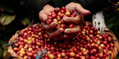 Глобальный дефицит кофе: почему торговля практически остановилась, — Reuters