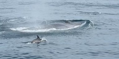 Японія оголосила полювання на морських гігантів, що зникають: одну найбільшу тварину на Землі вже вбито