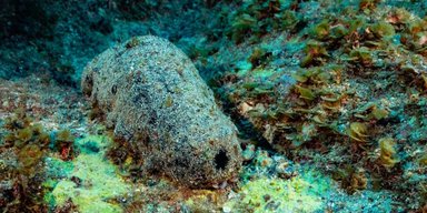 Живе до 120 років і має непривабливий вигляд: названо найдивнішу морську істоту у світі (фото)