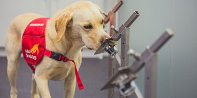 Собаки могут определять различные виды COVID-19 с точностью 94%, - ученые (фото)