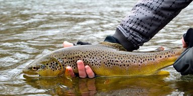 Выловил гиганта: мужчина показал улов всей жизни и побил 66-летний рекорд (фото)