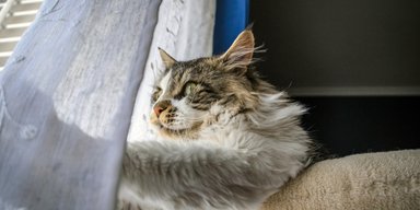 Як відучити котів лазити по шторах: 11 перевірених методів