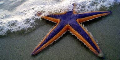 Викопне віком 500 млн років розкриває еволюційну таємницю: який секрет морської зірки