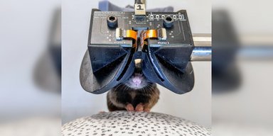 Ученые создали крошечные VR-очки для мышей: увиденное потрясло животных (видео)
