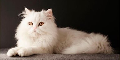 Припинити страждання. Учені назвали породи кішок, які не варто купувати