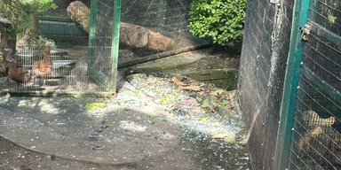 Масована атака РФ пошкодила Київський зоопарк: постраждали черепахи та крокодили (фото)