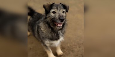 Нашли замерзшую и напуганную: 2-летняя собака Кири ищет новый дом