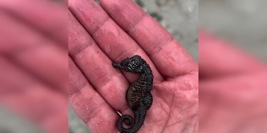 В Одессе пляжи усеяны мертвыми морскими коньками (видео)