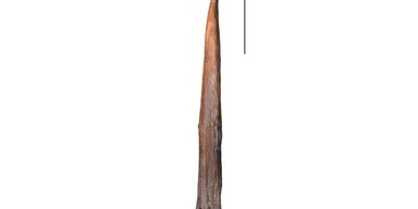 Самое первое оружие на Земле оказалось старше Homo Sapiens: его создали еще до нас