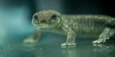Одно из самых редких земноводных в мире в шаге от вымирания: сколько особей осталось на Земле (видео)