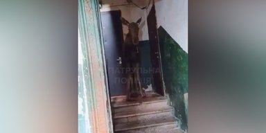 В подъезде киевской многоэтажки обнаружили лося: что случилось с животным (видео)