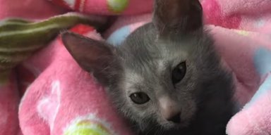 Женщина приютила милого котенка, но никто не был готов к тому, каким он вырастет