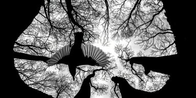 Коронований слиз і військо мурах: названо переможців конкурсу "Фотограф року великим планом"