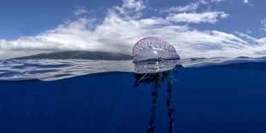 250 років водили людство за ніс: те, що вважали одним видом, виявилося чотирма окремими