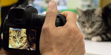 Пухнасті супермоделі: топ-5 найфотогенічніших порід кішок