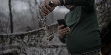 Эхо Первой мировой войны: крысы и мыши наводнили окопы украинских военных