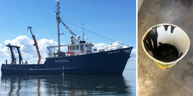 На дослідницькому судні знайдено невідому раніше форму життя: схожа на чорний слиз (фото)
