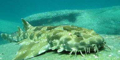 Ударил по морде акулу: 77-летнему дедушке удалось выжить после нападения хищника (фото)