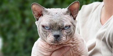 Кошка породы сфинкс удивила свою хозяйку неожиданным подарком (фото)