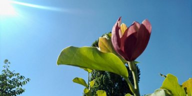Природна аномалія у розпал літа: у парку "Наталка" знову розквітли магнолії (фото, відео)