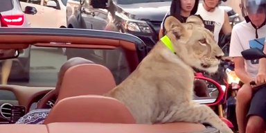 Львенок в кабриолете Bentley шокировал жителей курортного городка (видео)