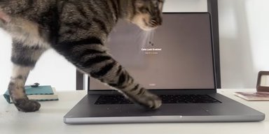 Новий додаток допоможе захистити MacBook від пустощів кішки (відео)