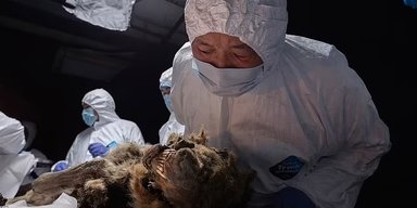 "Кріоніка" в дії: через 44 000 років стародавній вовк усе ще виблискує величезними іклами (фото)