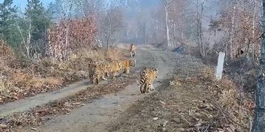 Нічого подібного не бачили раніше: амурська тигриця з дитинчатами здивувала вчених (відео)