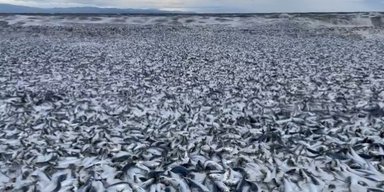 Океан "виплюнув" на узбережжя Японії 1200 тонн мертвої риби: ніхто не знає, що відбувається (відео)