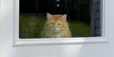 Кошка после переезда увидела "реальный мир": ее реакция стала вирусной (фото)