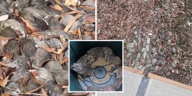 Ситуация вышла из-под контроля: рыбацкий городок напугала "крысиная чума" (фото)