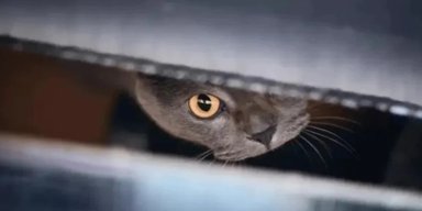Физики перевели атомы в состояние кота Шредингера: квантовый мир стал ближе к реальности