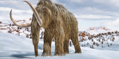 Восставшие из мертвых. Генетики собираются воскресить вымершего шерстистого мамонта