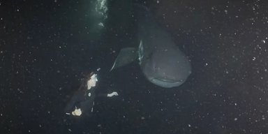 Рідкісний гість. Зустріч доісторичної акули і людини вперше зафіксували на камеру (відео)