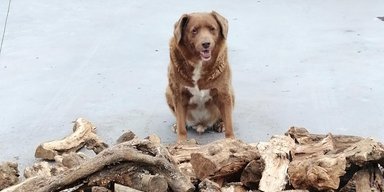 У Португалії помер найстаріший пес у світі (фото, відео)