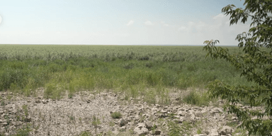 На місці Каховського водосховища утворився ліс, куди вже повернулися тварини (відео)
