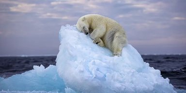 Несамовитий кадр. Білого ведмедя сфотографували на крихітній крижині, що дрейфує в океані