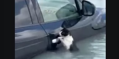 В Дубае полицейские спасли кота, который уцепился за ручку авто, чтобы не утонуть (видео)