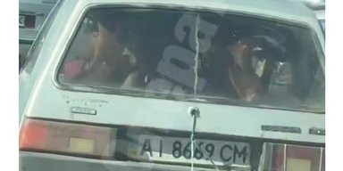 В Украине используют "Таврию" для перевозки крупного рогатого скота (видео)
